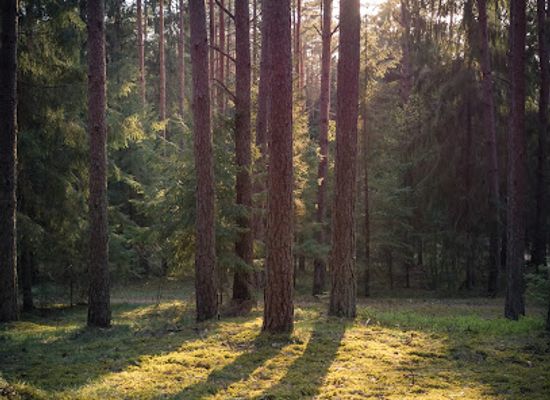 lithuania/kaunas-region/attraction/trail-of-springs