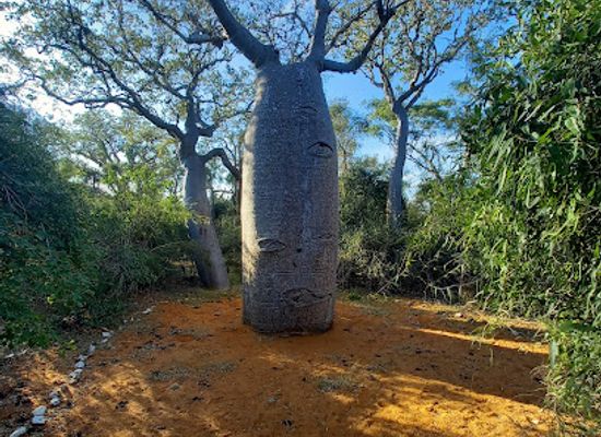 madagascar/ifaty/attraction/spiny-forest-ifaty
