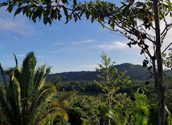 belize/toledo-district/attraction/red-bank-scarlet-macaw-viewing-area