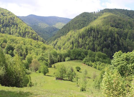 romania/bihor/attraction/flowers-glade
