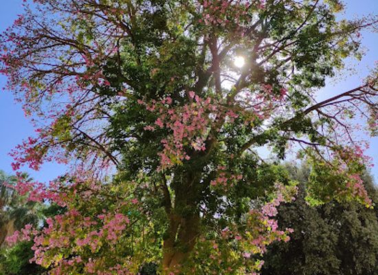 spain/malaga/attraction/kapok-tree