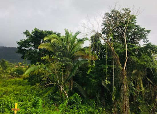 belize/stann-creek-district/attraction/angel-falls-belize