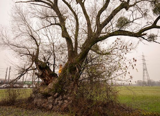 austria/bregenz/attraction/der-hohle-baum