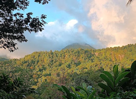dominica/middleham-falls/attraction/waitikubuli-trail-segment-n