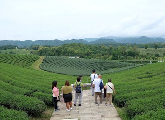 thailand/golden-triangle/attraction/choui-fong-tea
