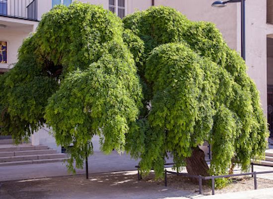 austria/vienna/floridsdorf/attraction/trauerschnurbaum