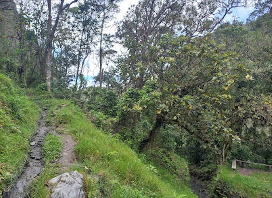 colombia/cocora-valley/attraction/sendero-rio-cardenas