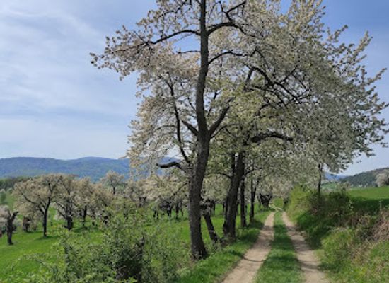 slovakia/slovak-ore-mountains/attraction/brdarske-ceresnove-sady