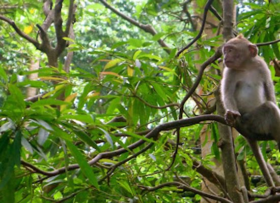 florida/southeast-florida/attraction/monkey-jungle