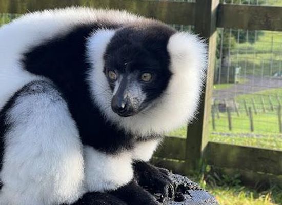 united-kingdom/aberfeldy/attraction/auchingarrich-wildlife-park