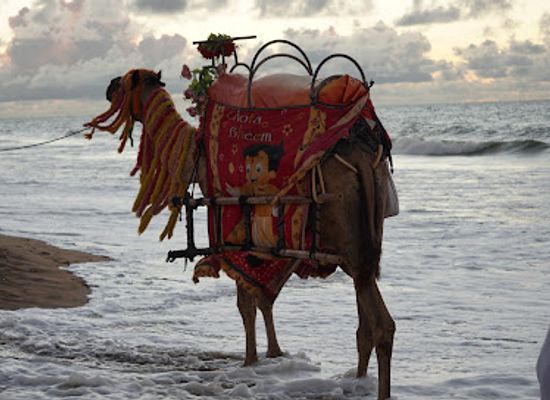 india/puri/attraction/guest-house