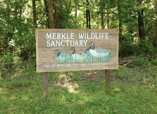 maryland/patuxent-river-region/attraction/merkle-wildlife-sanctuary