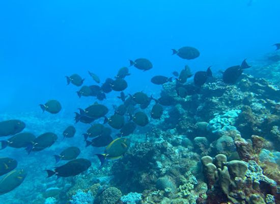 mauritius/rodrigues/attraction/eco-evasion-diving-center