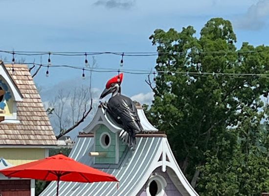 tennessee/gatlinburg/attraction/hellbender-mountain-coaster