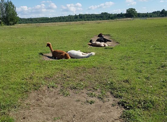 estonia/viljandimaa/attraction/alpakafarm-ou