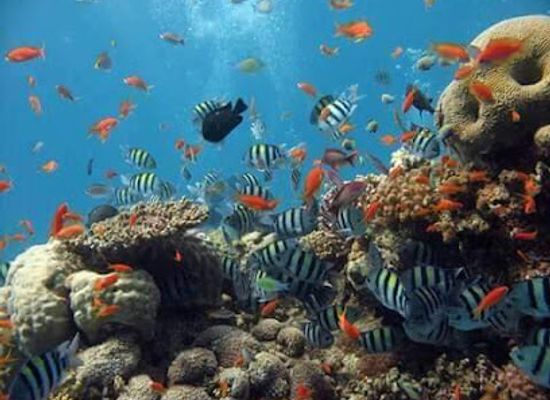 kenya/coastal-region/attraction/kamal-services-watamu