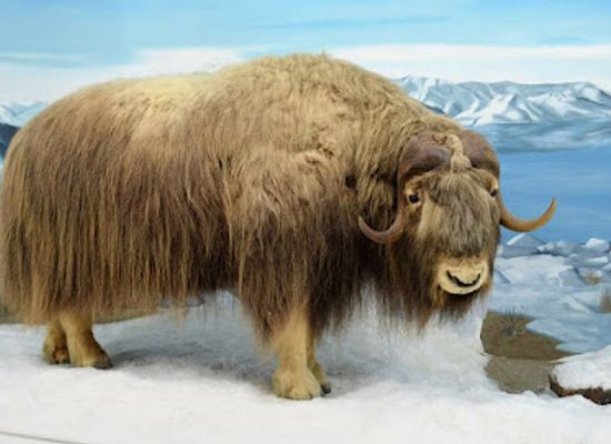 kentucky/pennyroyal-plateau/attraction/mammoth-cave-wildlife-museum