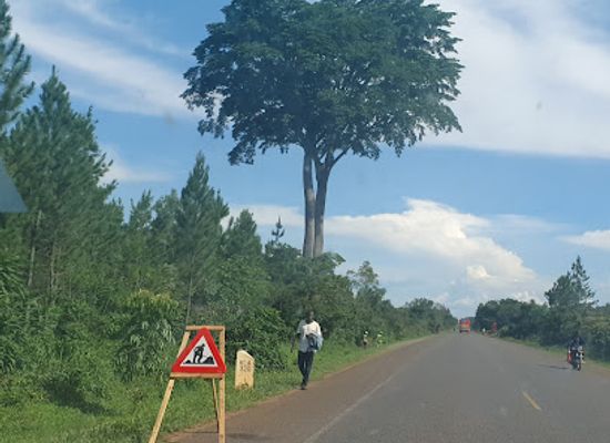 uganda/gulu/attraction/twin-tree-gulu-highway