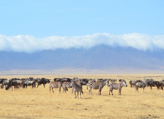 kenya/diani-beach/attraction/jemmy-kenya-tours-and-safaris