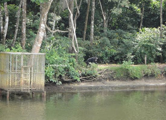 liberia/kakata/attraction/second-chance-chimpanzee-refuge-island-1
