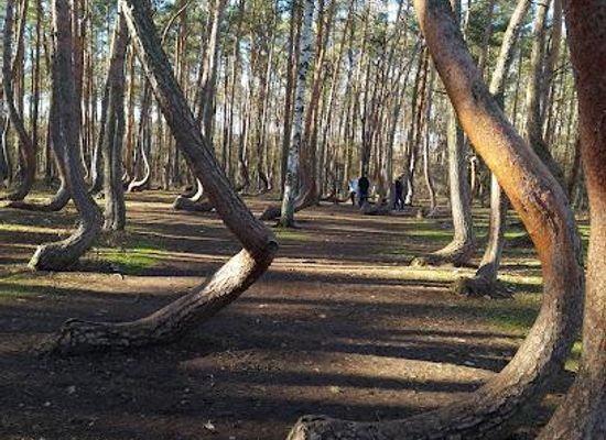 poland/szczecin/attraction/crooked-forest-in-poland