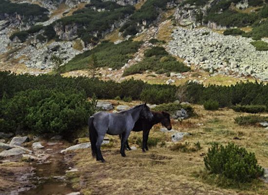 bulgaria/malyovitsa/attraction/vrh-kamilata