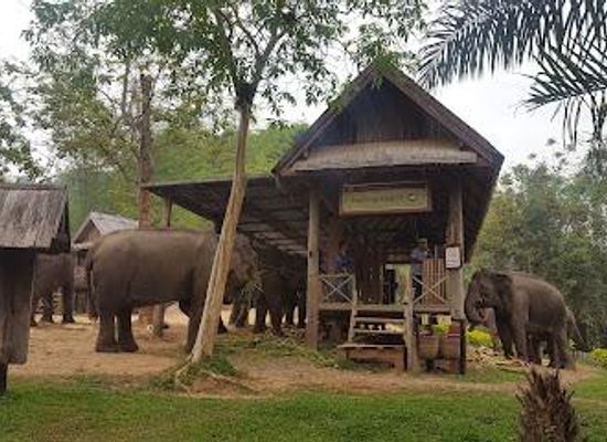 laos/luang-prabang/attraction/elephant-village-ban-xieng-lom