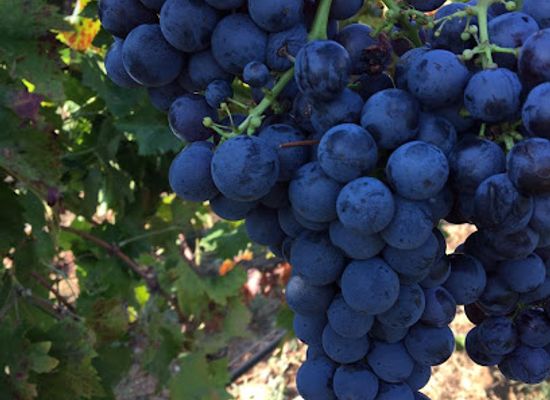 albania/razma-region/attraction/kantina-mani-mani-winery