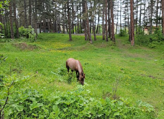 armenia/arpi-lake/attraction/stepanavan-mshakuyti-palat