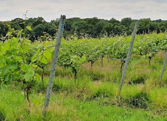united-kingdom/london/attraction/forty-hall-vineyard