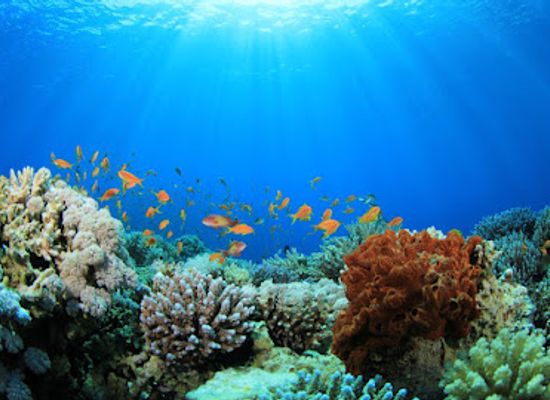 seychelles/port-glaud/attraction/coral-reef