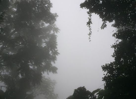 costa-rica/monteverde-cloud-forest/attraction/the-forest-experience