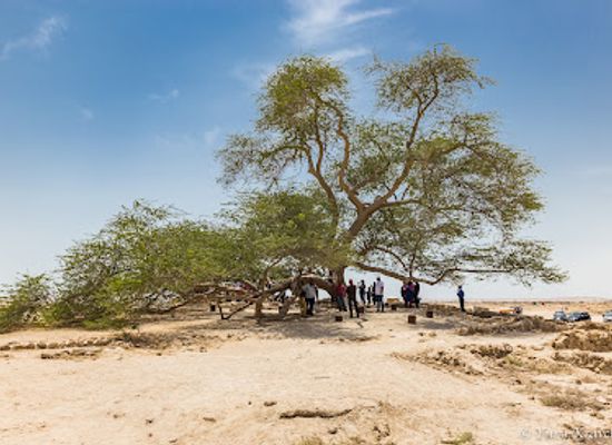 bahrain/central-region/attraction/tree-of-life
