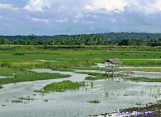 philippines/bangsamoro-autonomous-region-in-muslim-mindanao-barmm/attraction/liguasan-marsh