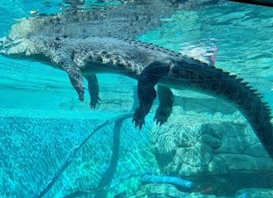 australia/darwin/attraction/crocosaurus-cove