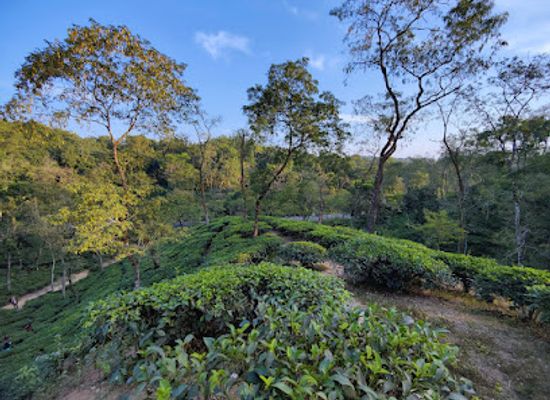 bangladesh/sylhet/attraction/malnicherra-tea-estate