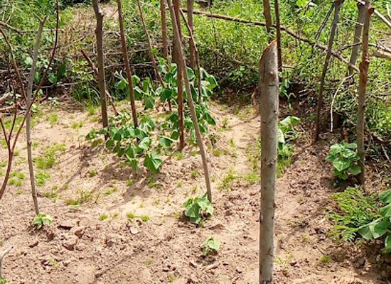 the-gambia/soma/attraction/ousainou-and-brother-s-farm