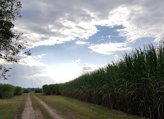 louisiana/houma/attraction/ardoyne-plantation