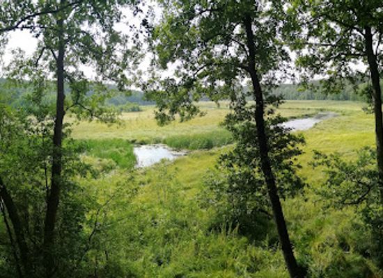 poland/bory-tucholskie/attraction/rezerwat-bagna-nad-stazka