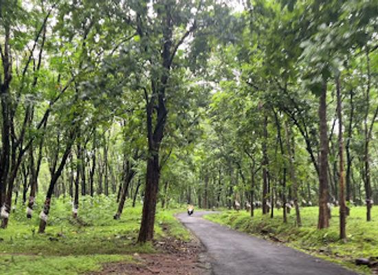 india/kerala/attraction/kalady-plantation