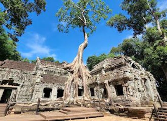 cambodia/siem-reap/attraction/ta-prohm-temple