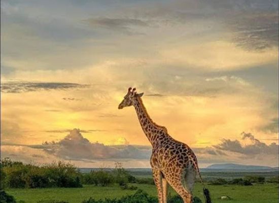 tanzania/moshi/attraction/climb-4-africa-best-tour-company-in-tanzania-kilimanjaro-tour-operator-zanzibar-holiday-packages-serengeti-safaris-2024