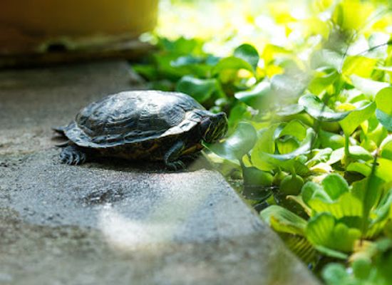 germany/ruhr/attraction/botanical-garden