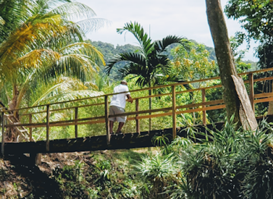 jamaica/savanna-la-mar/attraction/yahso-jungle-adventures