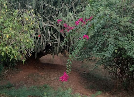 ghana/cape-coast/attraction/ucc-botanical-garden