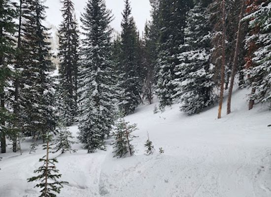 utah/solitude-mountain-resort/attraction/shadow-ridge-glades