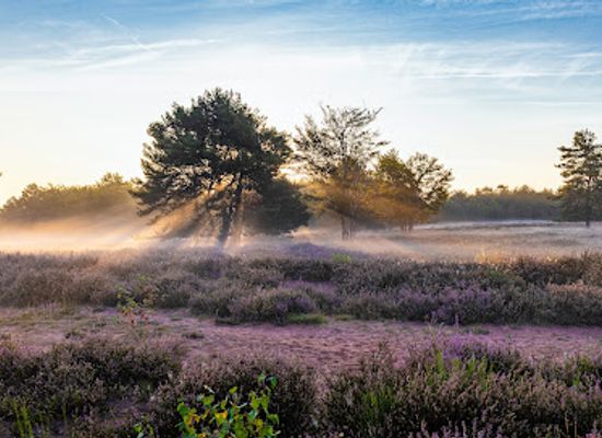 germany/palatinate/attraction/mehlinger-heide