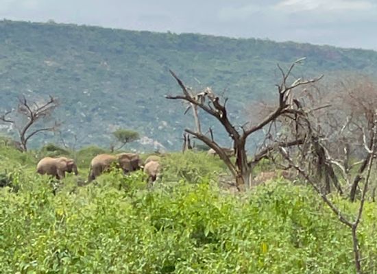 ethiopia/harari-region/attraction/babile-elephant-sanctuary
