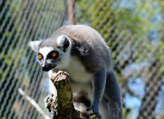 utah/cache-valley/attraction/zootah