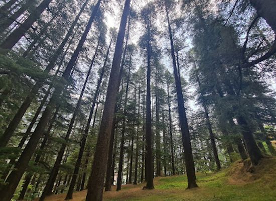 india/manali/attraction/stair-to-reach-hidimba-devi-temple
